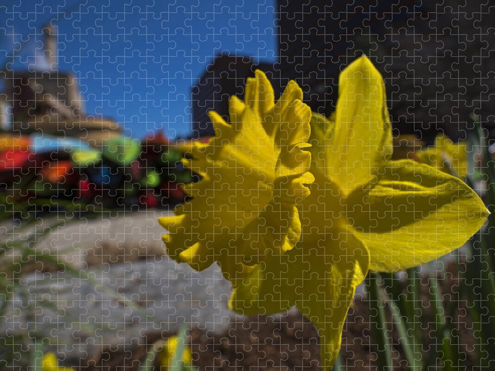 Kayak Jigsaw Puzzle featuring the photograph Kayak Launch Daffodil Cambridge MA by Toby McGuire