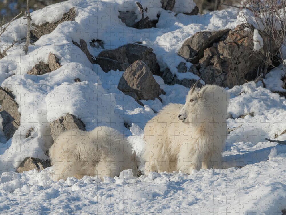 Mountain Goats Jigsaw Puzzle featuring the photograph Keep Moving Little One by Yeates Photography