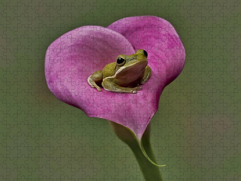 Calla Jigsaw Puzzle featuring the photograph Kermit Hangs Out by Susan Candelario