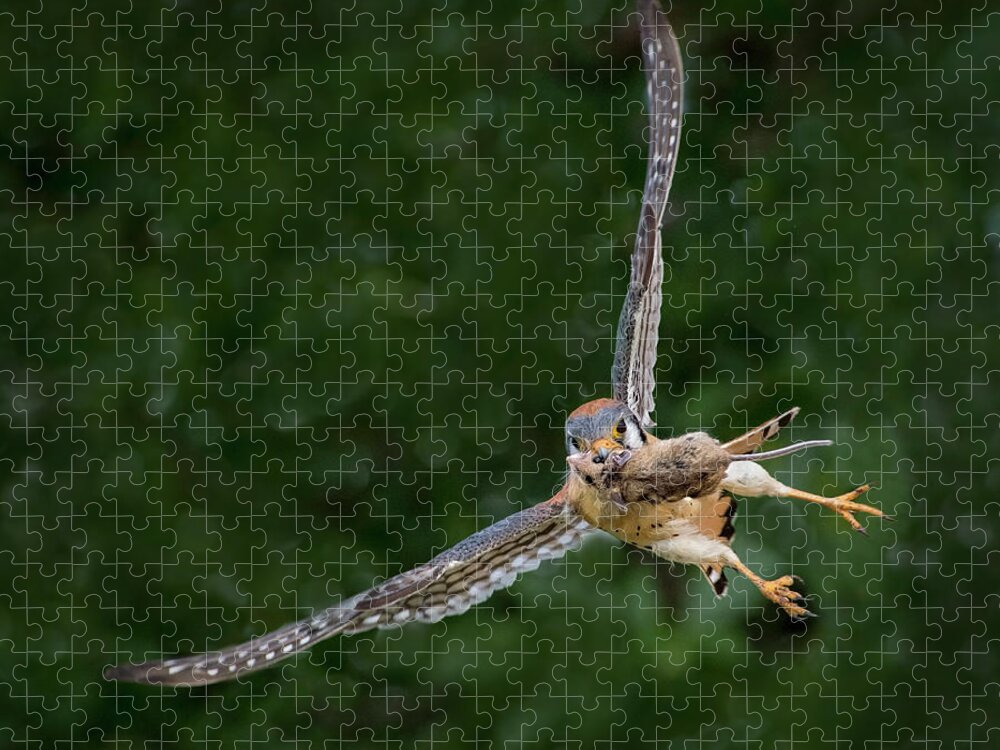 Kestrel With Prey Jigsaw Puzzle featuring the photograph Kestrel with prey by Judi Dressler