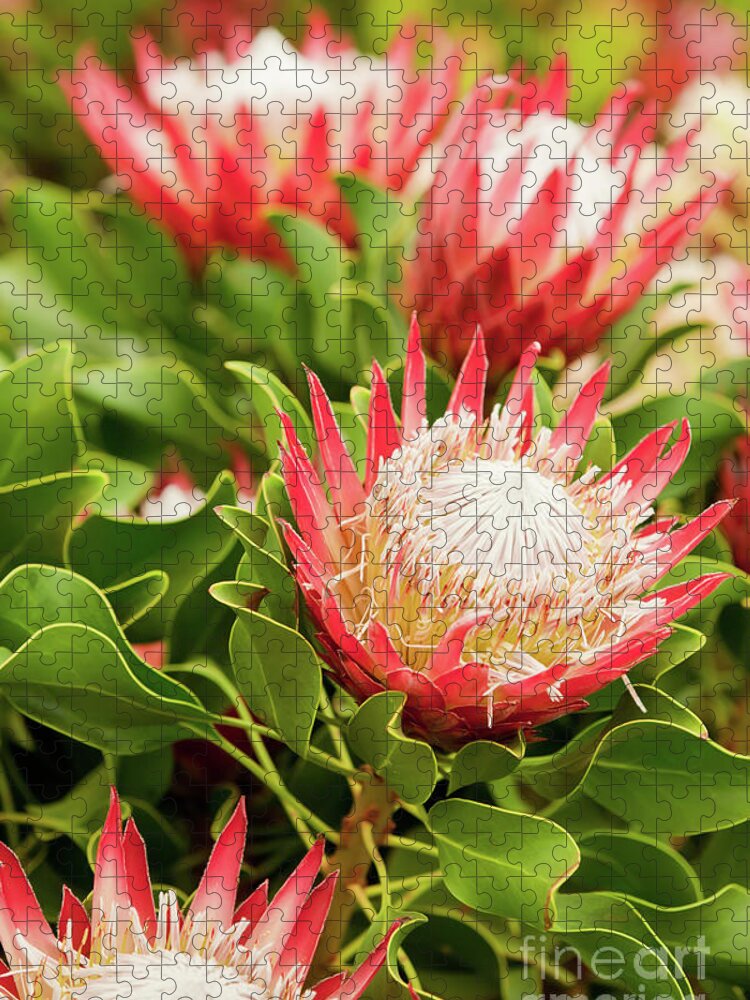 King Protea Jigsaw Puzzle featuring the photograph King Protea flowers by Simon Bratt