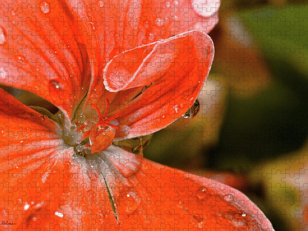 Flower Jigsaw Puzzle featuring the photograph Kissed By The Rain by Christopher Holmes