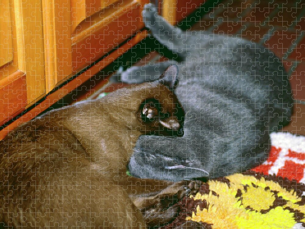 2 Cats Snuggling Jigsaw Puzzle featuring the photograph Kitties Snuggling by Sally Weigand