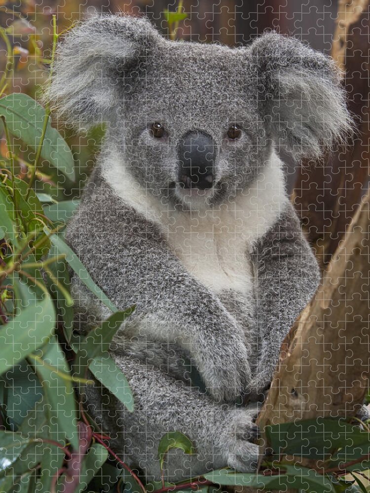 00446165 Jigsaw Puzzle featuring the photograph Koala by Zssd