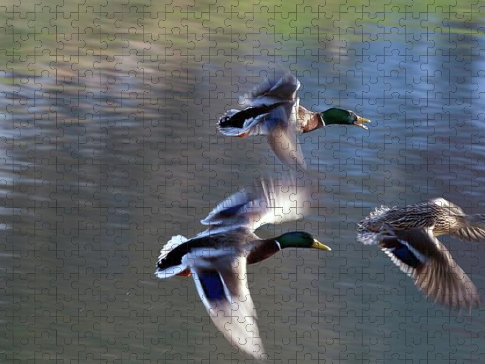 Wild Ducks Jigsaw Puzzle featuring the photograph Ladies first by Tatiana Travelways