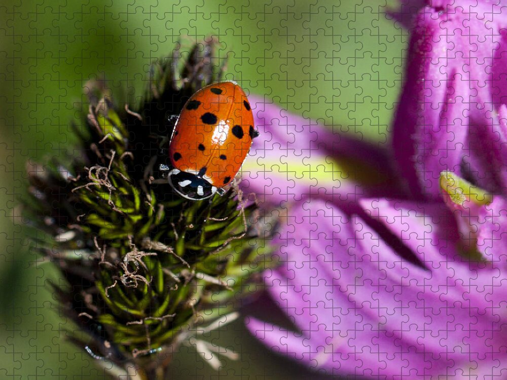 Ladybug Jigsaw Puzzle featuring the photograph Ladybug Delight by Julia McHugh