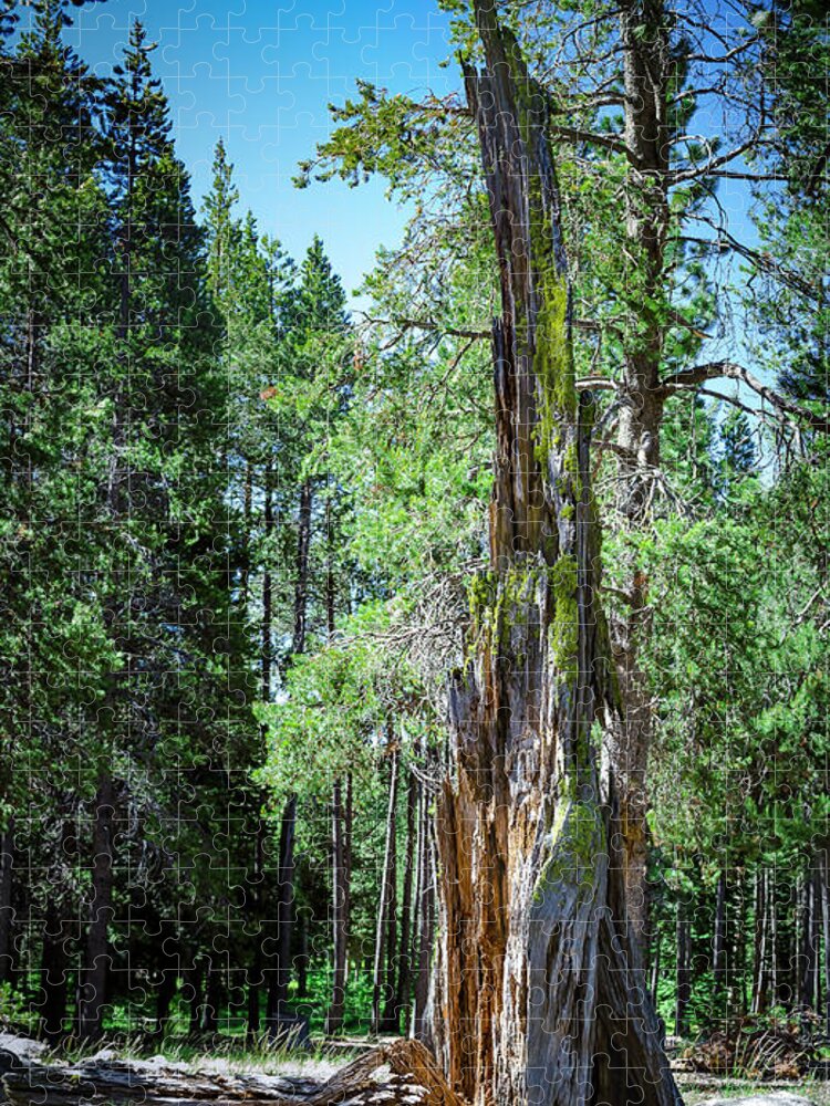 Celio Ranch Jigsaw Puzzle featuring the photograph Lake Tahoe Tree by Rick Mosher