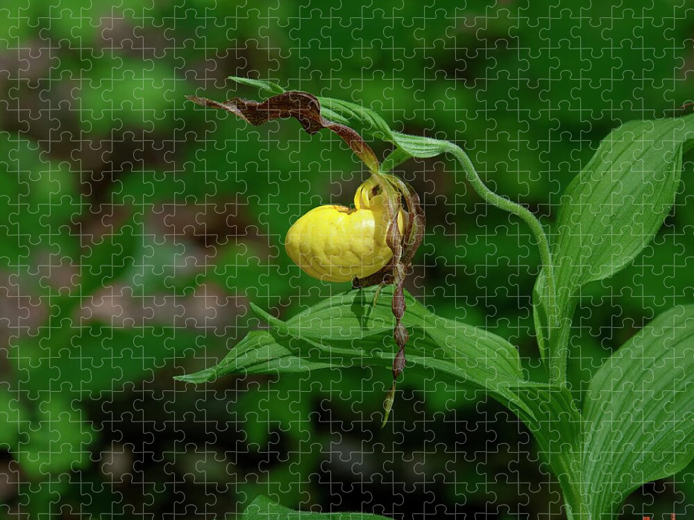 Nature Jigsaw Puzzle featuring the photograph Large Yellow Lady Slipper Orchid DSPF0248 by Gerry Gantt