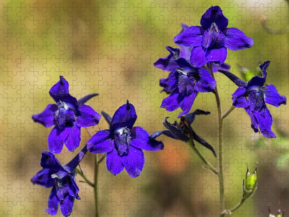 Blooms Jigsaw Puzzle featuring the photograph Larkspur in the Meadow by Robert Potts