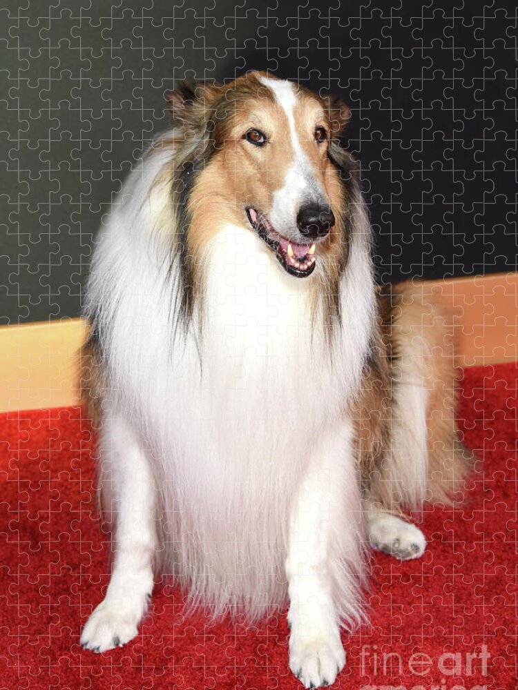 Lassie Jigsaw Puzzle featuring the photograph Lassie by Nina Prommer