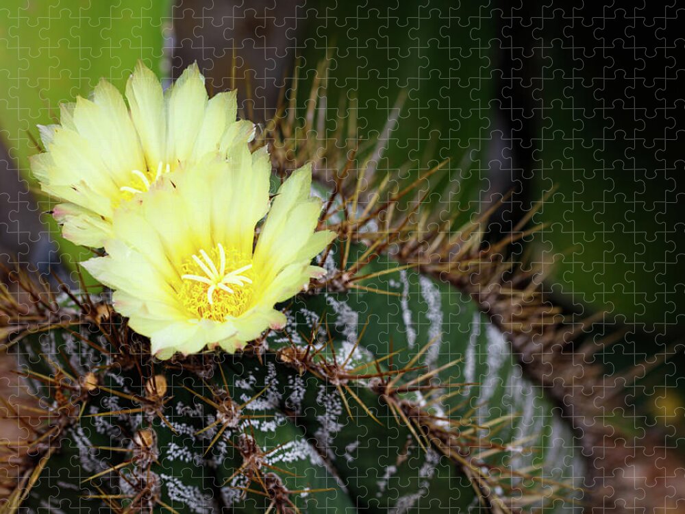 Monks Hood Cactus Jigsaw Puzzle featuring the photograph Late Bloomer by Raul Rodriguez