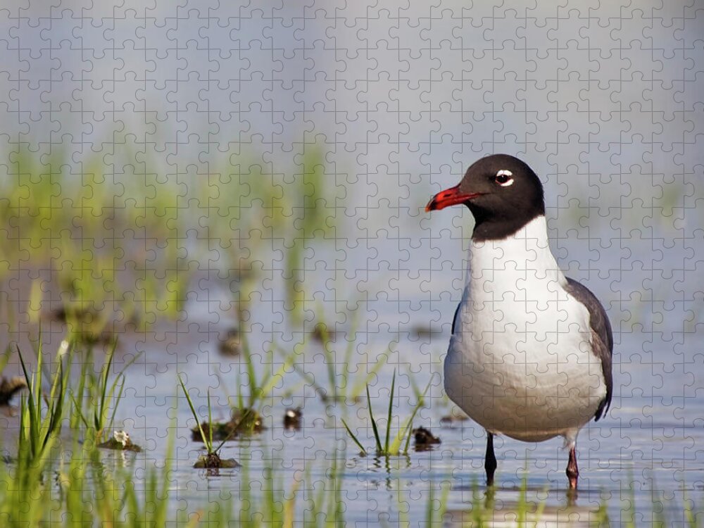 Gull Jigsaw Puzzle featuring the photograph Laughing Gull on Taylors Creek by Bob Decker