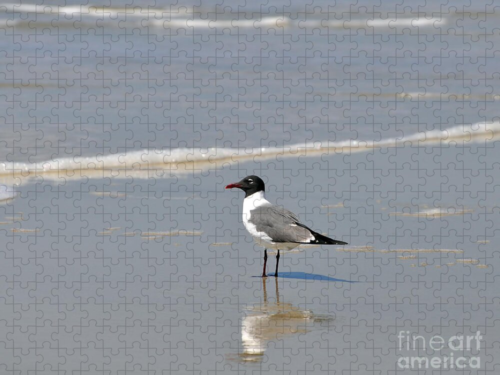 Laughing Gull Jigsaw Puzzle featuring the photograph Laughing Gull Reflecting by Al Powell Photography USA