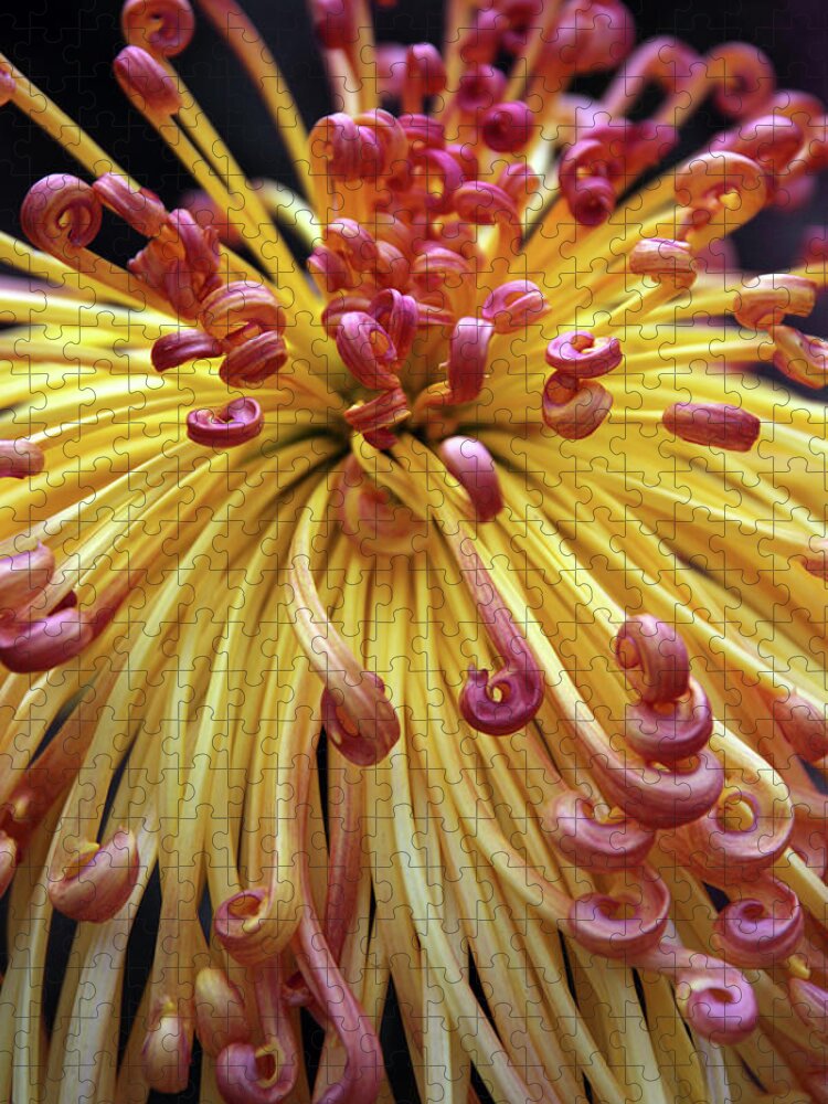 Chrysanthemum Jigsaw Puzzle featuring the photograph Lava Chrysanthemum II by Jessica Jenney