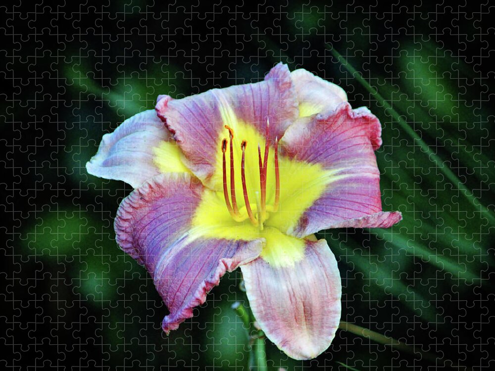Daylily Jigsaw Puzzle featuring the photograph Lavender And Yellow Lily by Cynthia Guinn