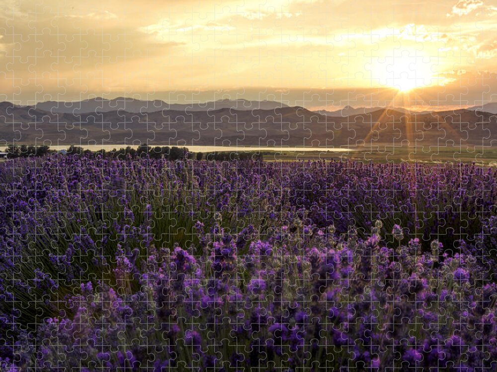 Lavender Glow Jigsaw Puzzle featuring the photograph Lavender Glow by Chad Dutson