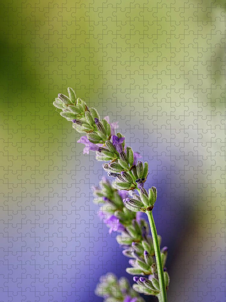 Lavender Jigsaw Puzzle featuring the photograph Lavender by Nailia Schwarz