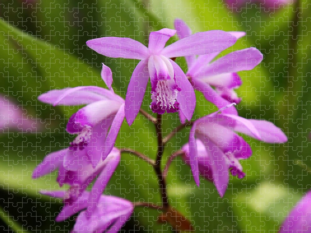 Orchid Jigsaw Puzzle featuring the photograph Lavender Orchid by Judy Vincent