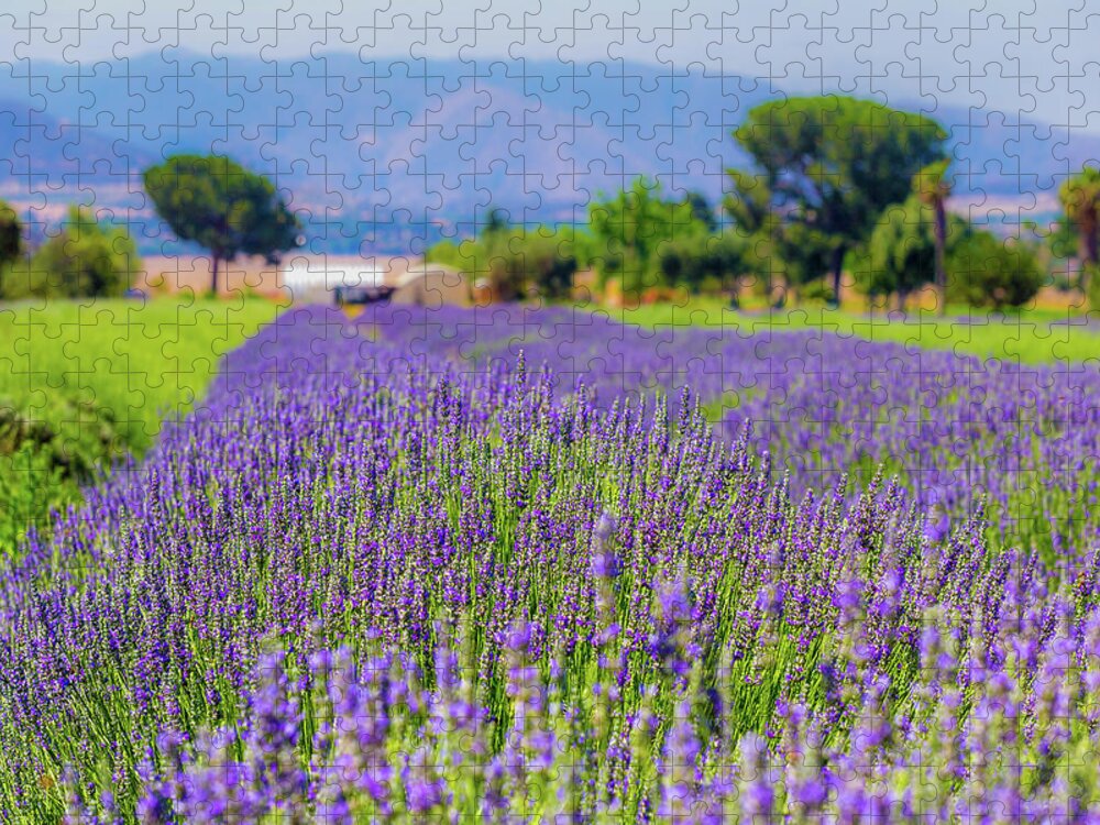 California Jigsaw Puzzle featuring the photograph Lavender by Peter Tellone