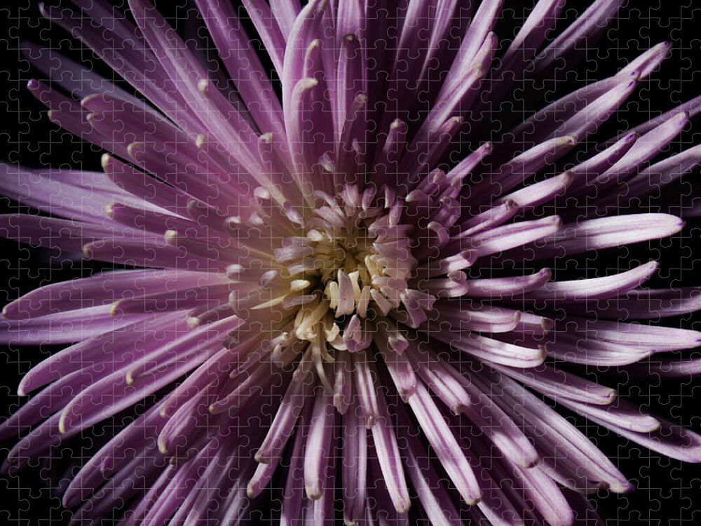 Flower Jigsaw Puzzle featuring the photograph Lavender Spider Mum by Eugene Campbell