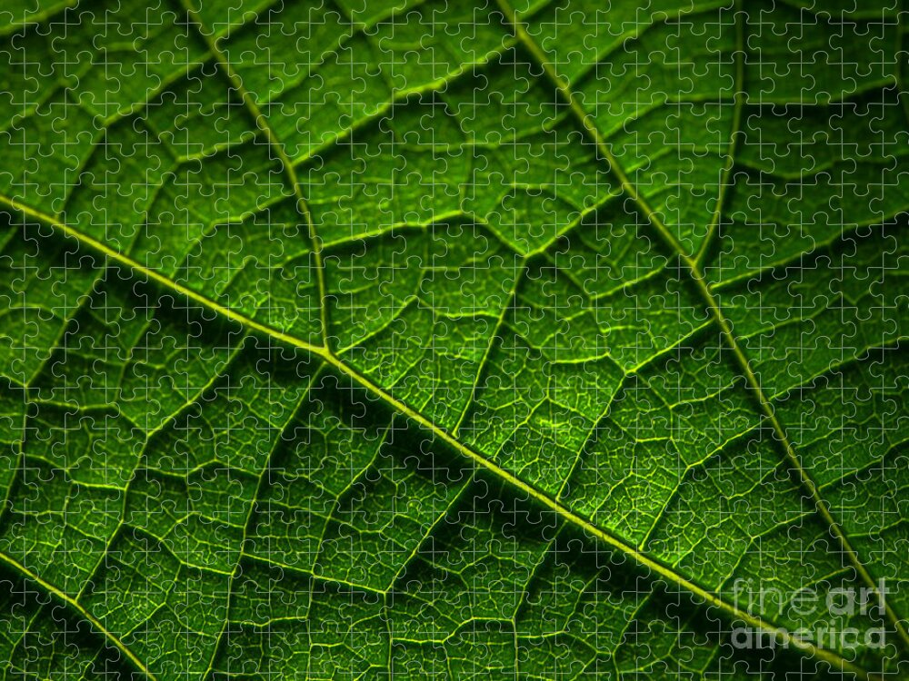 Leaf Jigsaw Puzzle featuring the photograph Leaf in Sunlight by Tom Claud