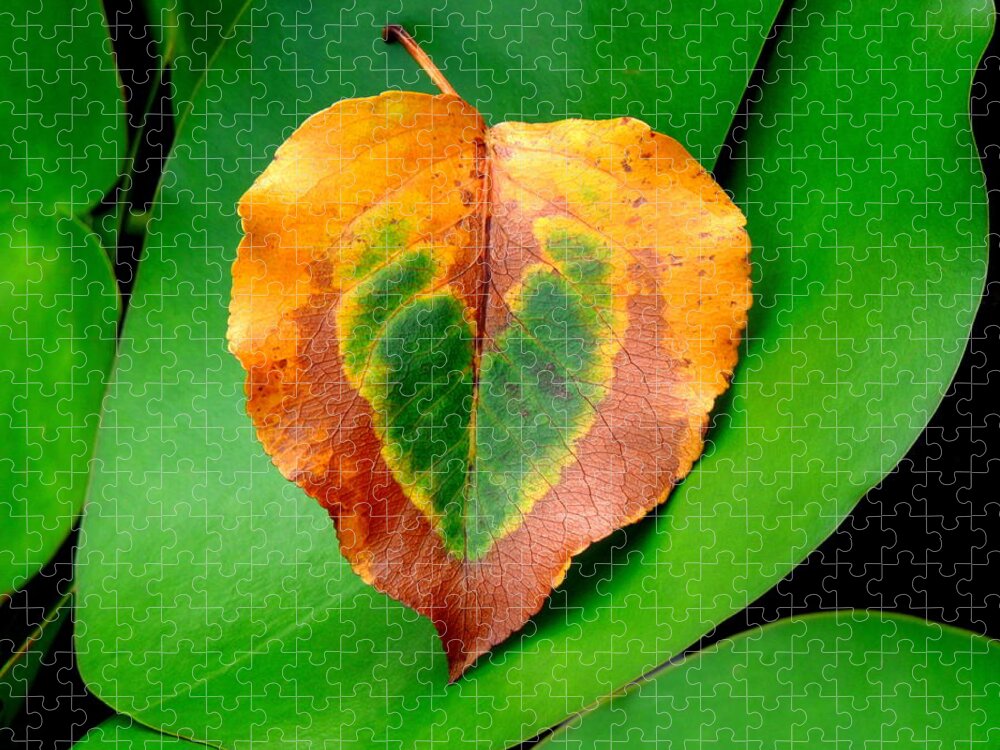 Leaf Jigsaw Puzzle featuring the photograph Leaf Leaf Heart by Renee Trenholm