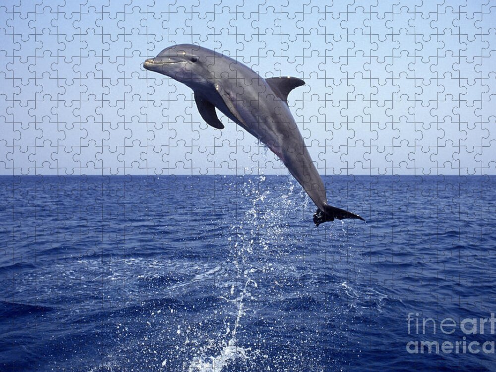 Bottlenose Dolphin Jigsaw Puzzle featuring the photograph Leaping Bottlenose Dolphin by Francois Gohier
