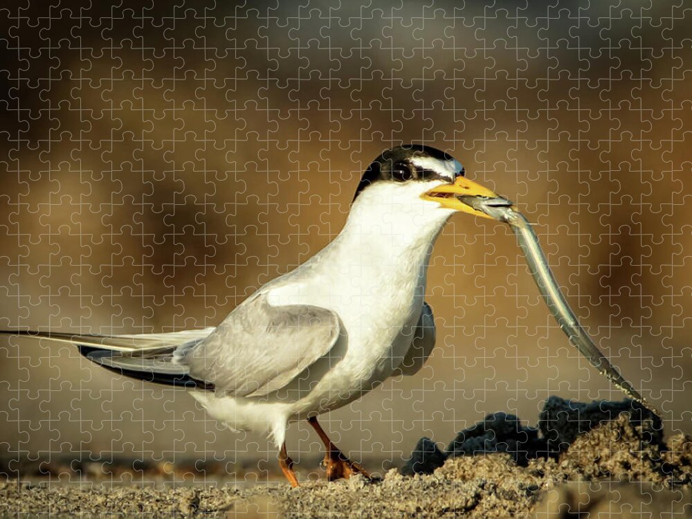 Tern Jigsaw Puzzle featuring the photograph Lest Tern has dinner by Steven Upton