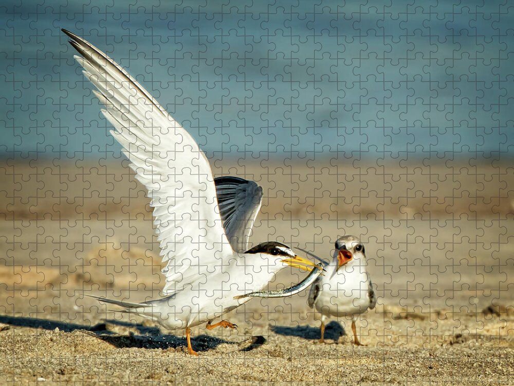Terns Jigsaw Puzzle featuring the photograph Lest Terns Foodfight by Steven Upton