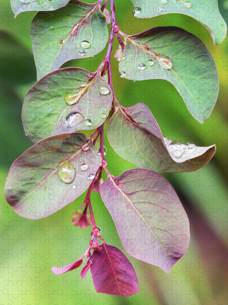Leaves Jigsaw Puzzle featuring the photograph Leaves and Raindrops by Christopher Johnson