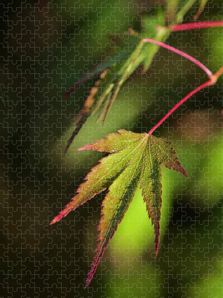 Clatsop County Jigsaw Puzzle featuring the photograph Leaves of Japanese Maple by Robert Potts