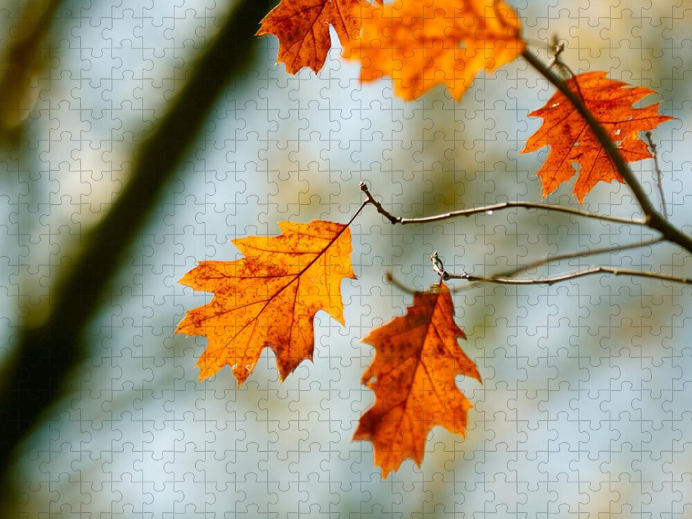 Autumn Jigsaw Puzzle featuring the photograph Leaves of Solace by Todd Klassy