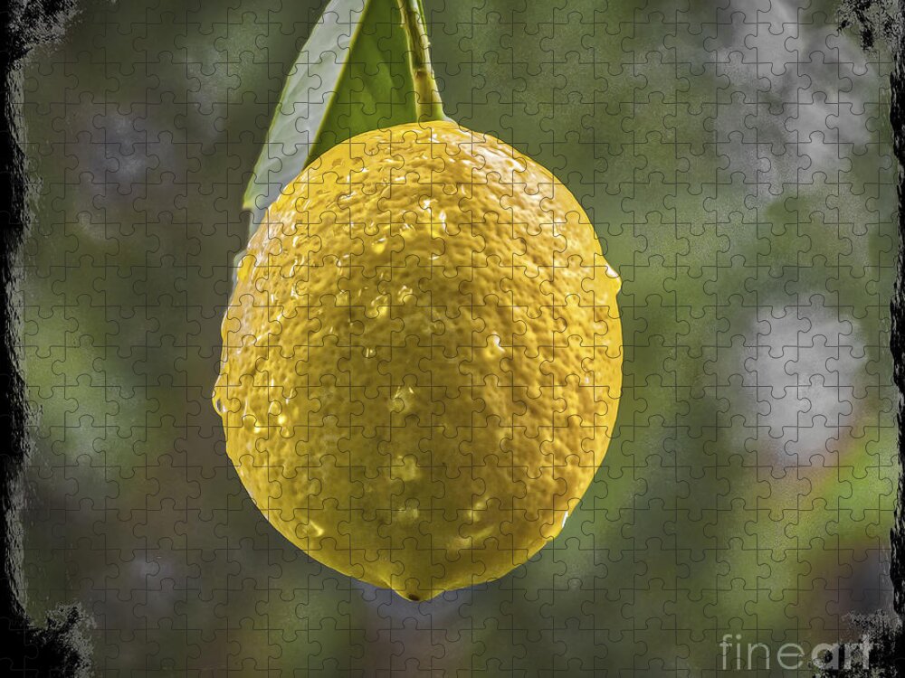 Lemon Fresh Jigsaw Puzzle featuring the photograph Lemon Fresh by Mitch Shindelbower