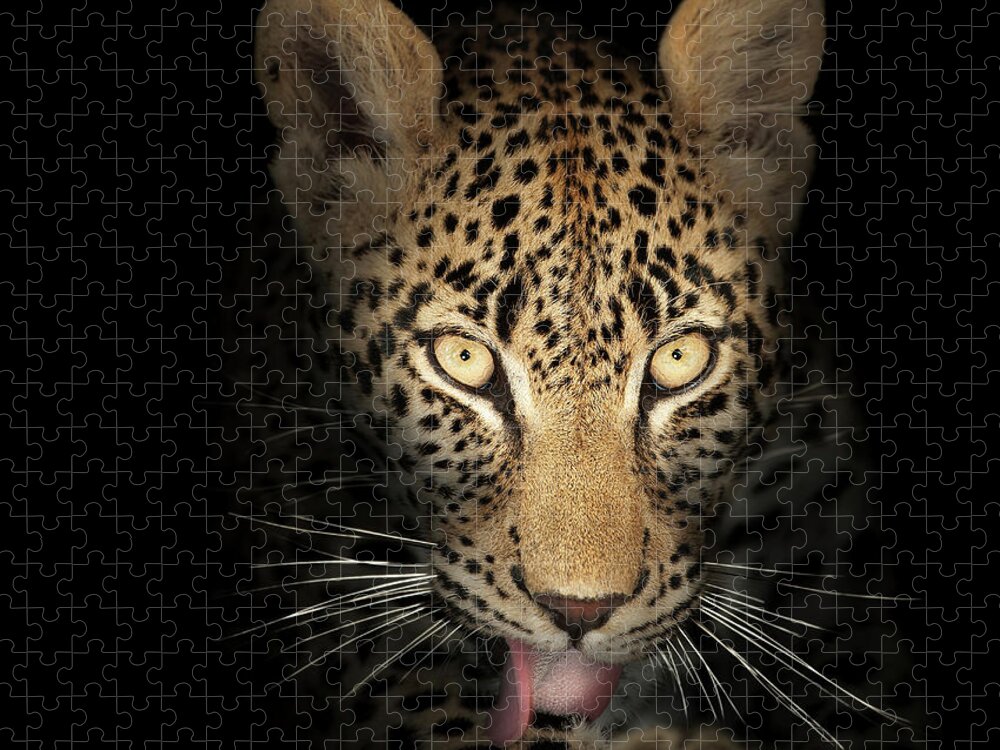 Leopardeyesdarkblackbackgroundwildlifeanimalmammalwildcatpantherapardusspottedfierceintensestarelookpowerfulpredatorcloseupclose-upclosepiercinglicktonguefrontviewafricaphotographonenobodyportraitsafaripawyellownaturedetail015092rs2 Jigsaw Puzzle featuring the photograph Leopard In The Dark by Johan Swanepoel