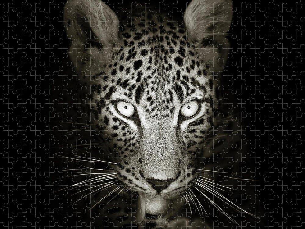 Leopard Jigsaw Puzzle featuring the photograph Leopard portrait in the dark by Johan Swanepoel