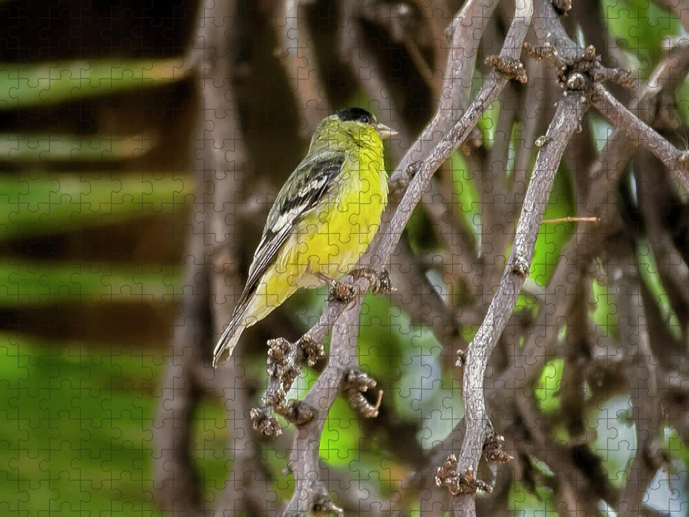 Myhaver Photography Jigsaw Puzzle featuring the photograph Lesser Goldfinch h57 by Mark Myhaver