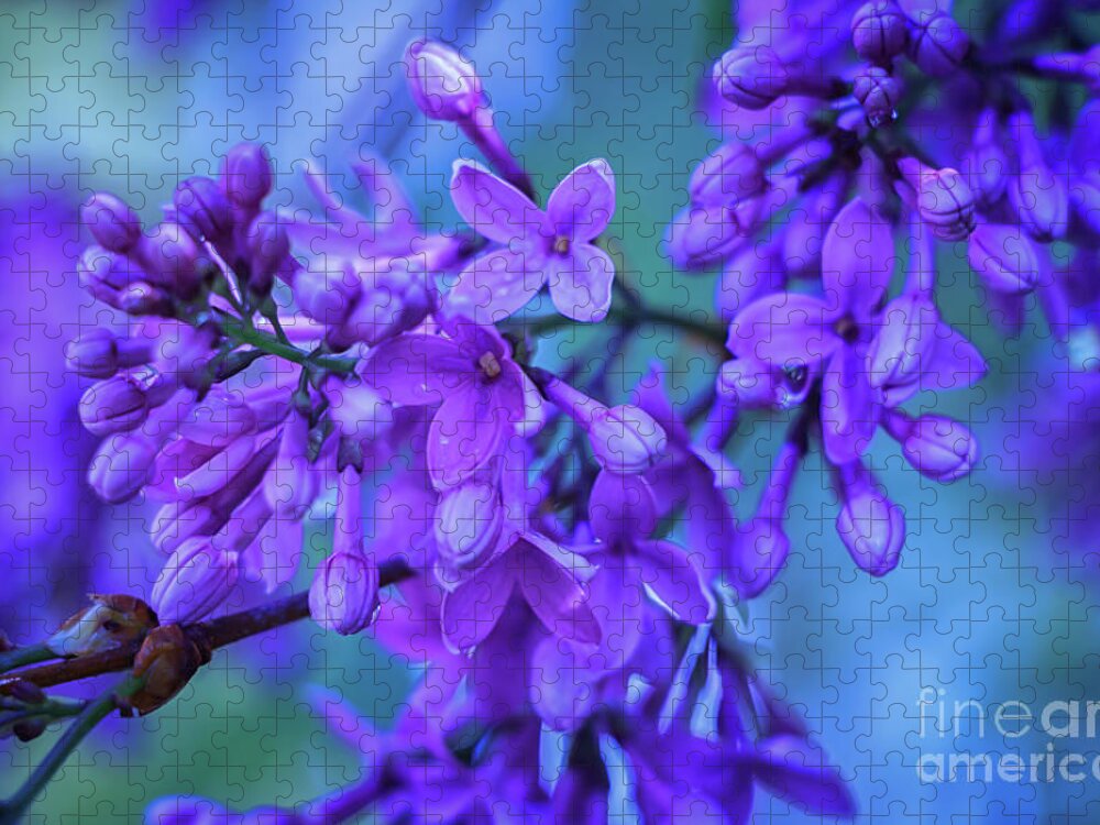 Lilacs Jigsaw Puzzle featuring the photograph Lilac Blues by Elizabeth Dow