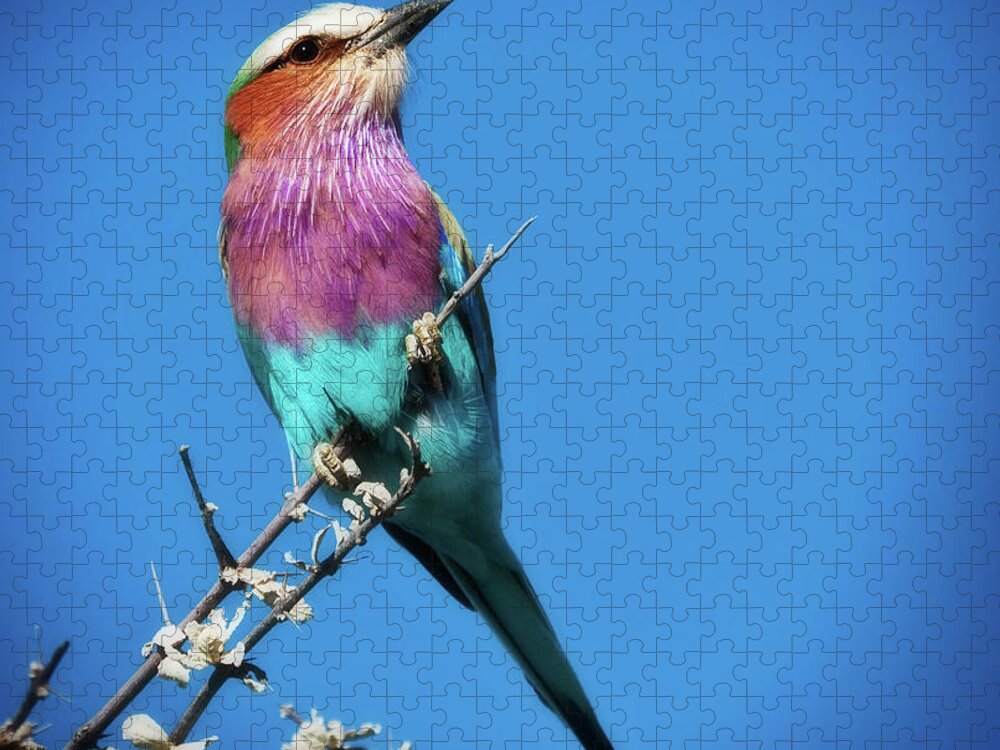 Africa Jigsaw Puzzle featuring the photograph Lilac-breasted roller by Sylvia J Zarco