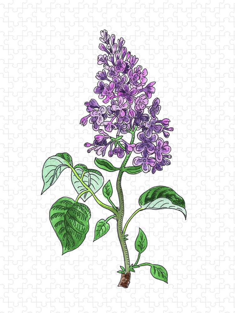 Lilac Jigsaw Puzzle featuring the painting Lilac Flower Watercolor by Irina Sztukowski