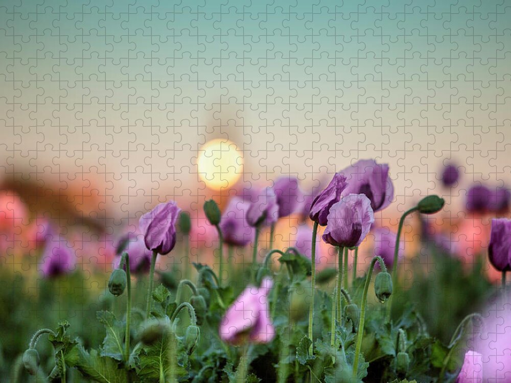Poppy Jigsaw Puzzle featuring the photograph Lilac Poppy Flowers by Nailia Schwarz