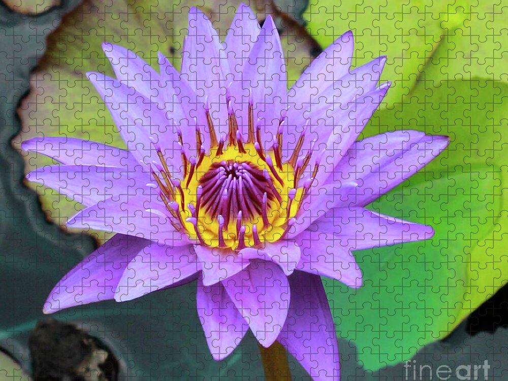 Nature Jigsaw Puzzle featuring the photograph Lilly in Purple by Toma Caul