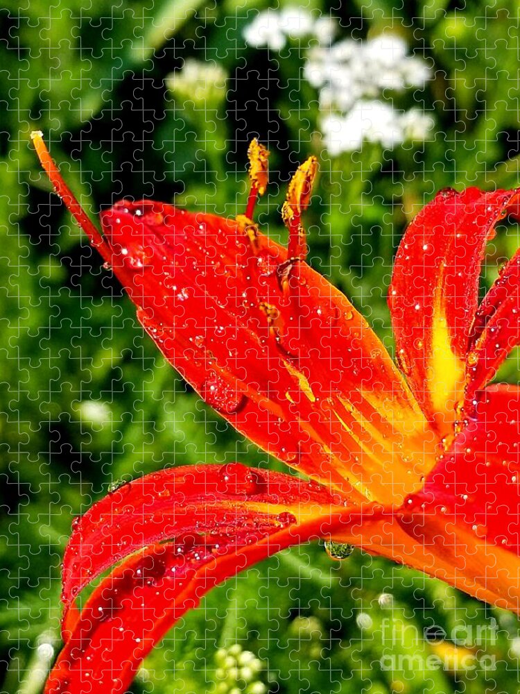 Sea Jigsaw Puzzle featuring the photograph Lily and raindrops by Michael Graham