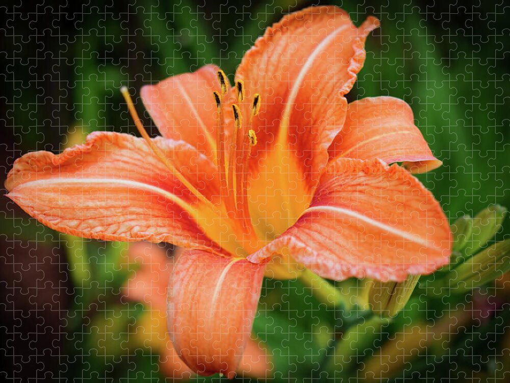 Flower Jigsaw Puzzle featuring the photograph Lily by Nicole Lloyd