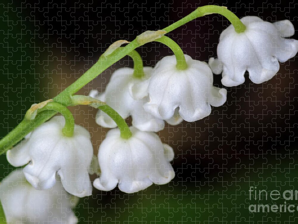 Lily Of The Valley Jigsaw Puzzle featuring the photograph Lily Of The Valley Flowers by Tamara Becker