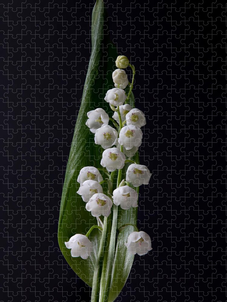 Flower Jigsaw Puzzle featuring the photograph Lily of the Valley on Black by Patti Deters