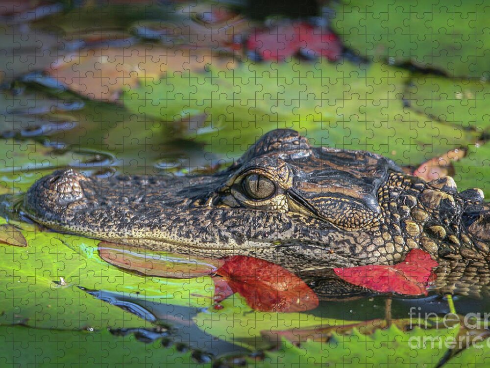 Gator Jigsaw Puzzle featuring the photograph Lily Pad Gator by Tom Claud