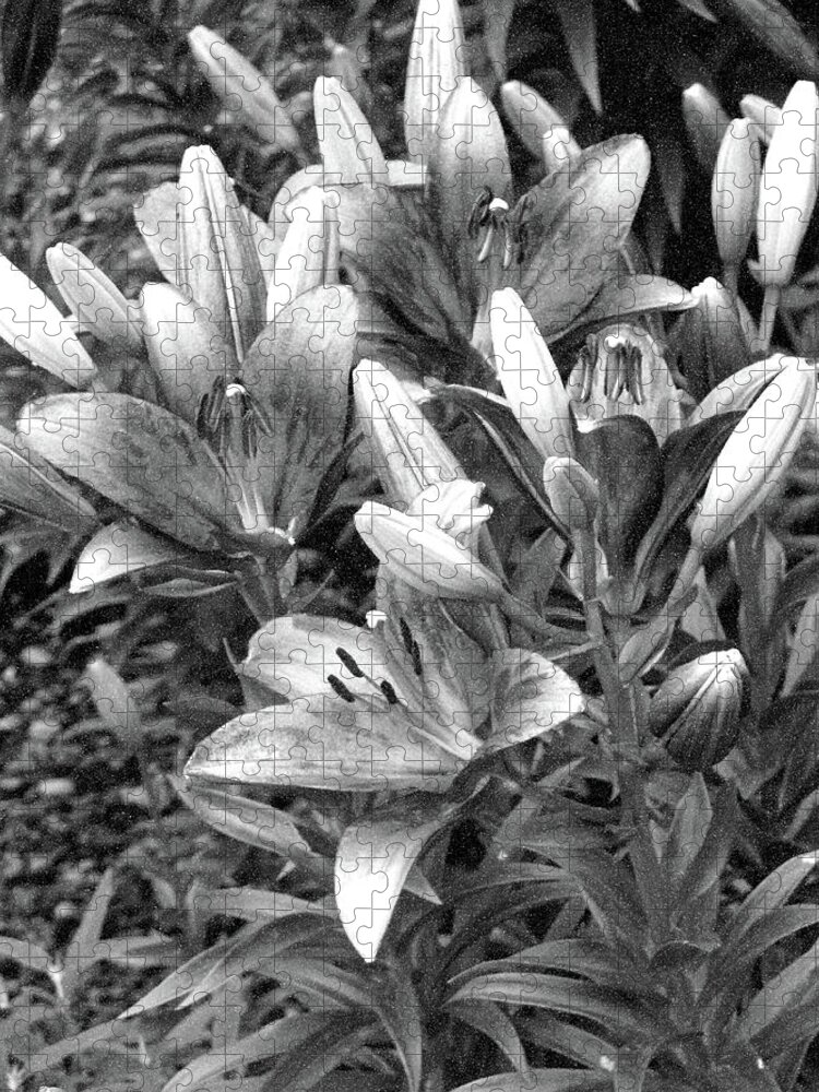 Lily Jigsaw Puzzle featuring the photograph Lily - Simply Spring 22 - BW - Water Paper by Pamela Critchlow
