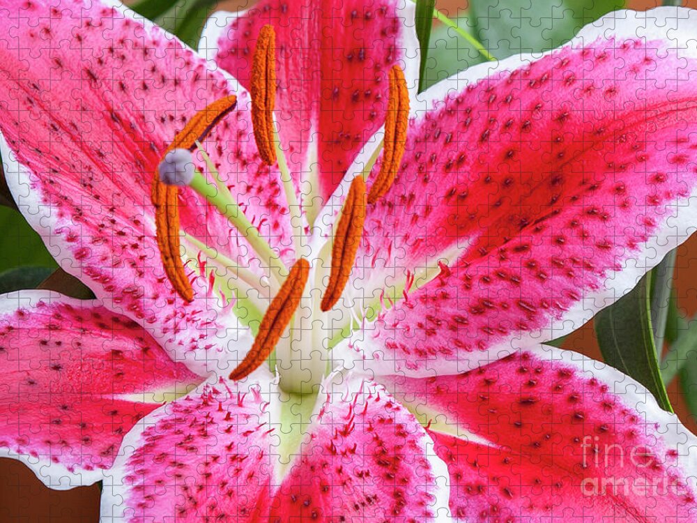 Lily Jigsaw Puzzle featuring the photograph Lily Stamen Pistils Pink White Prickly by David Zanzinger