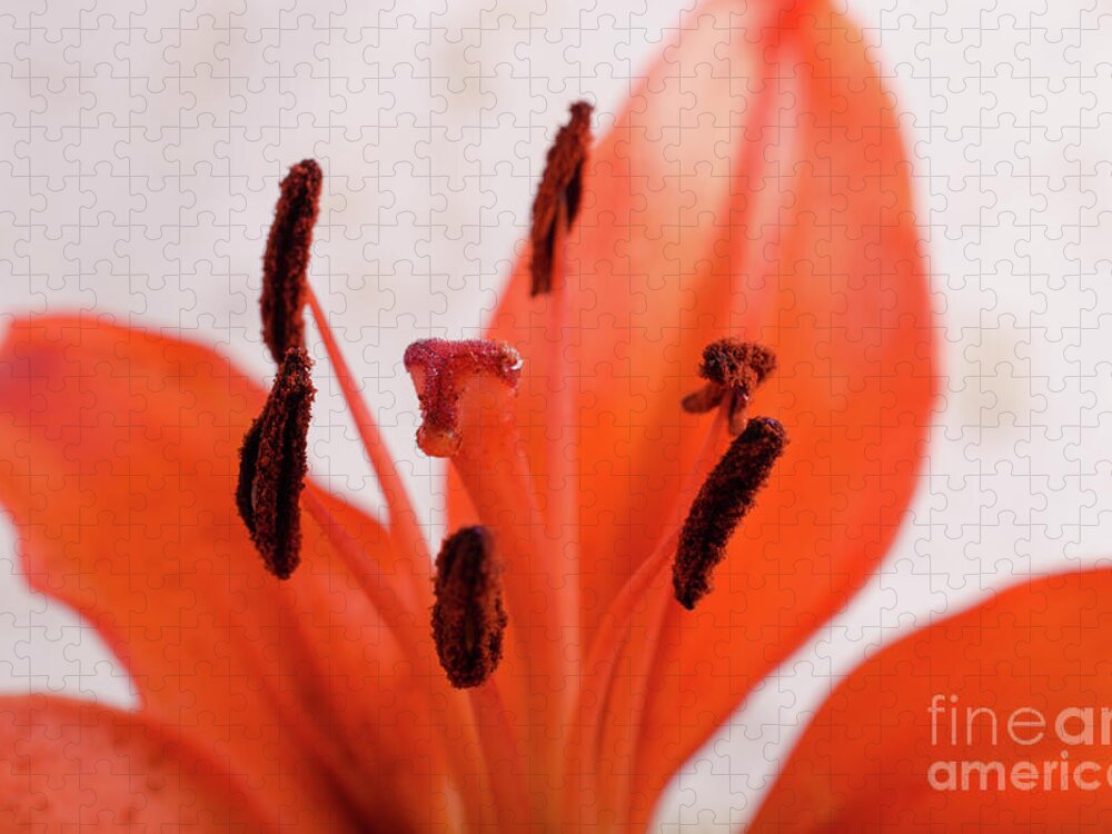 Lily Jigsaw Puzzle featuring the photograph Lily Stigma Botanical / Nature / Floral Photograph by PIPA Fine Art - Simply Solid