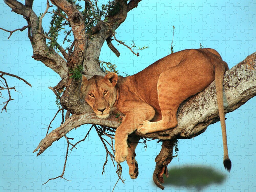 Africa Jigsaw Puzzle featuring the photograph Lioness in Africa by Sebastian Musial